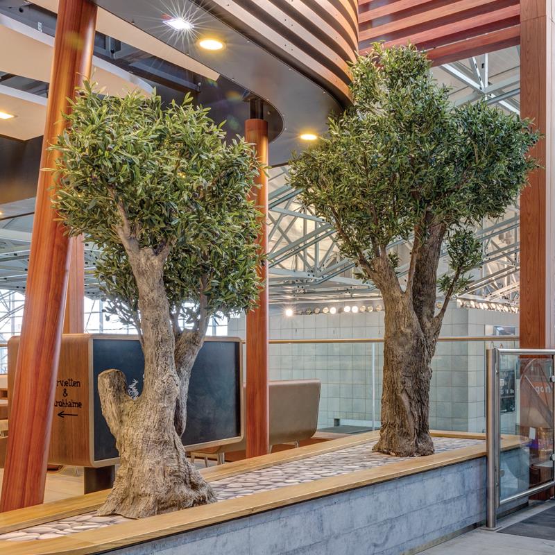 Olive-Tree-Specimen